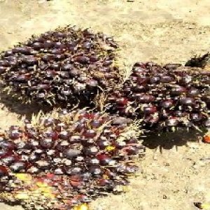 unripe_train (763).jpg