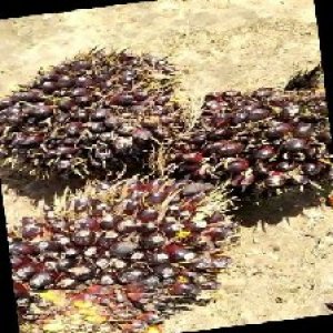 unripe_train (764).jpg