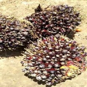 unripe_train (766).jpg