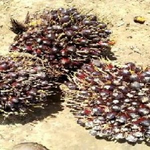 unripe_train (767).jpg