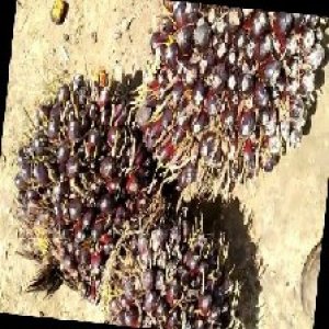 unripe_train (768).jpg