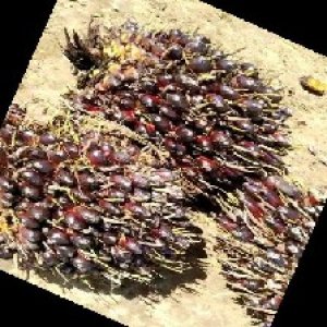 unripe_train (769).jpg