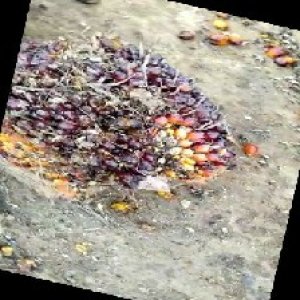 unripe_train (77).jpg