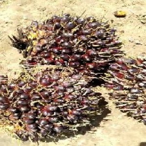 unripe_train (770).jpg