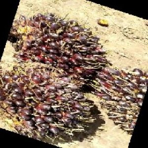 unripe_train (771).jpg