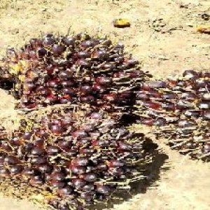 unripe_train (772).jpg