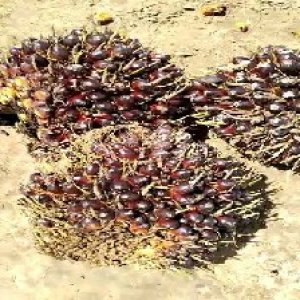 unripe_train (773).jpg