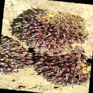 unripe_train (774).jpg