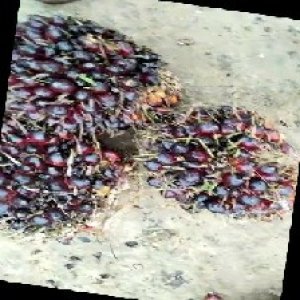 unripe_train (775).jpg