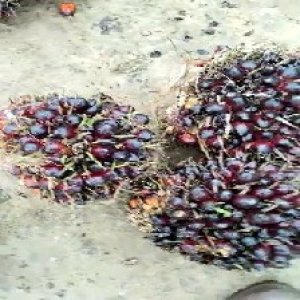 unripe_train (776).jpg