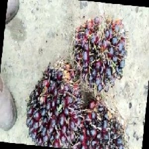 unripe_train (777).jpg