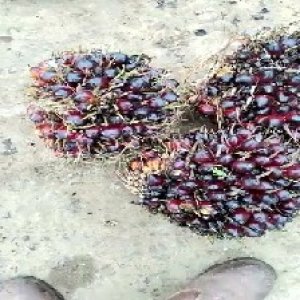 unripe_train (778).jpg