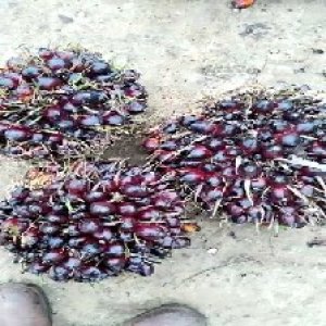 unripe_train (779).jpg