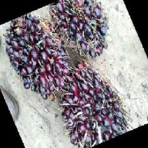 unripe_train (780).jpg