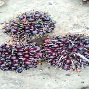 unripe_train (781).jpg