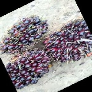 unripe_train (782).jpg