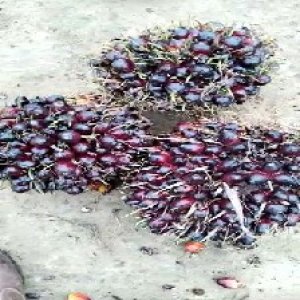 unripe_train (783).jpg