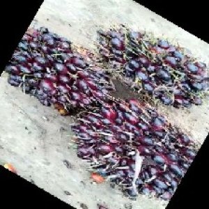 unripe_train (784).jpg