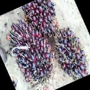 unripe_train (785).jpg