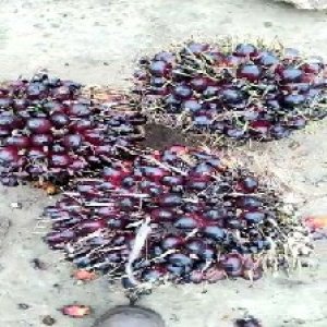 unripe_train (786).jpg