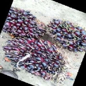 unripe_train (787).jpg