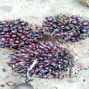 unripe_train (788).jpg