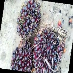 unripe_train (789).jpg