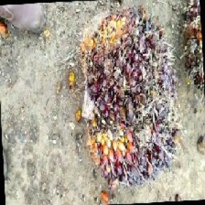 unripe_train (79).jpg