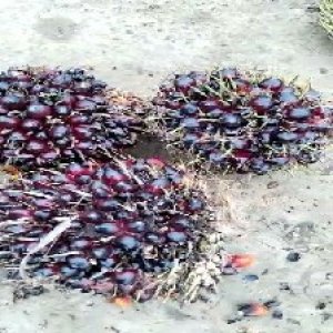 unripe_train (790).jpg