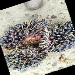 unripe_train (791).jpg