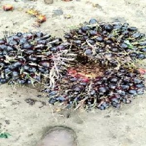 unripe_train (792).jpg