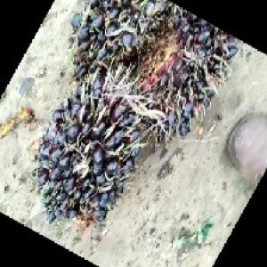 unripe_train (794).jpg