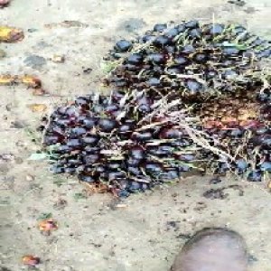 unripe_train (795).jpg