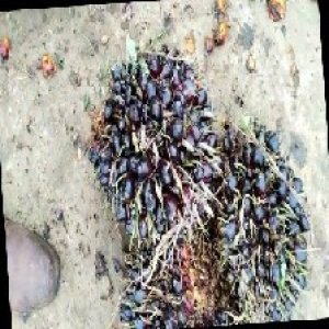 unripe_train (796).jpg