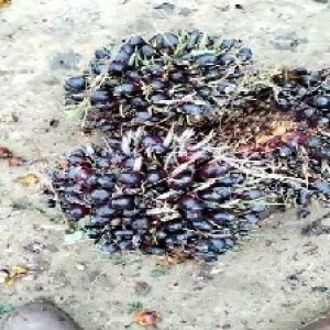 unripe_train (797).jpg