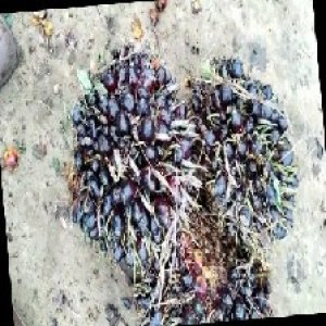 unripe_train (798).jpg