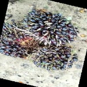 unripe_train (799).jpg