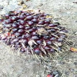 unripe_train (8).jpg