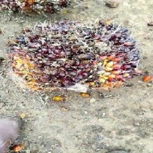 unripe_train (80).jpg