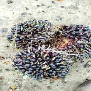 unripe_train (800).jpg