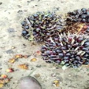 unripe_train (801).jpg