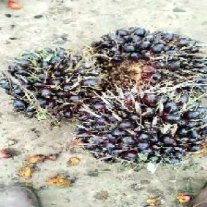 unripe_train (803).jpg