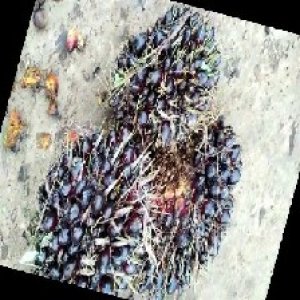 unripe_train (805).jpg