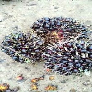 unripe_train (806).jpg