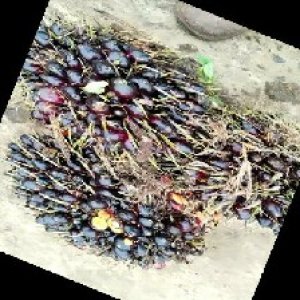 unripe_train (807).jpg