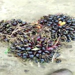 unripe_train (809).jpg