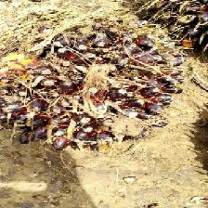 unripe_train (81).jpg