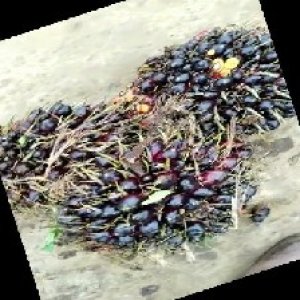 unripe_train (810).jpg