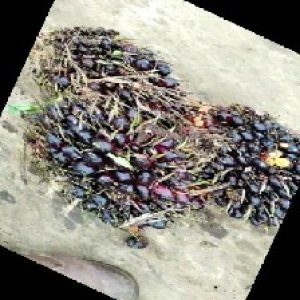 unripe_train (811).jpg