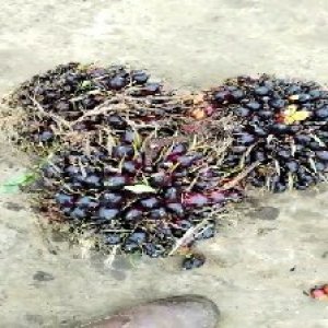 unripe_train (812).jpg